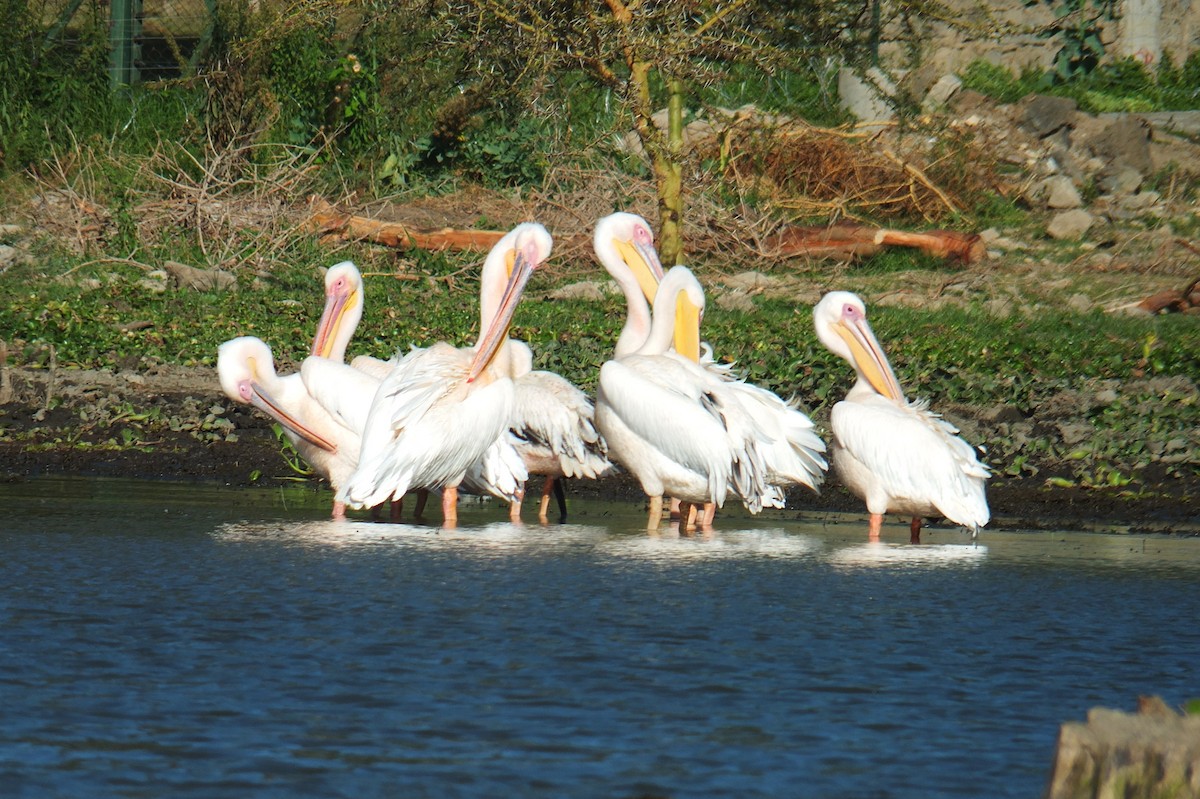 Great White Pelican - ML639030054