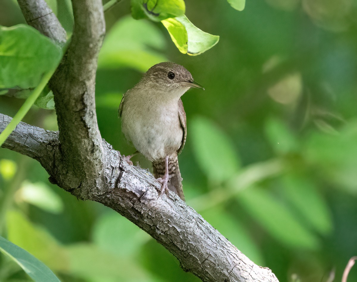 Northern House Wren - ML639030055