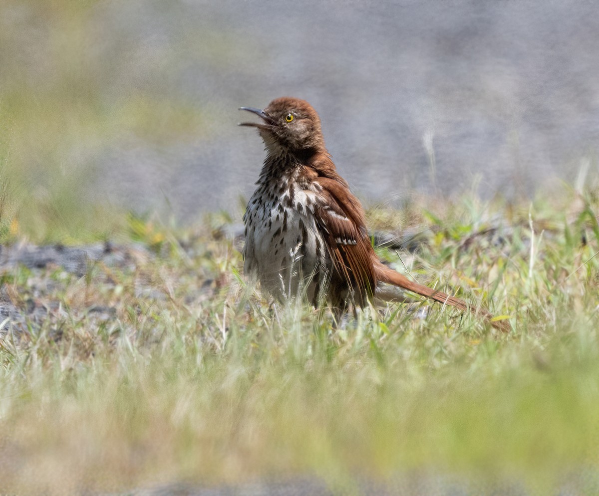 Brown Thrasher - ML639030066