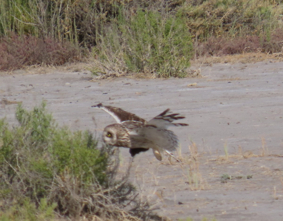 Short-eared Owl (Northern) - ML639030130