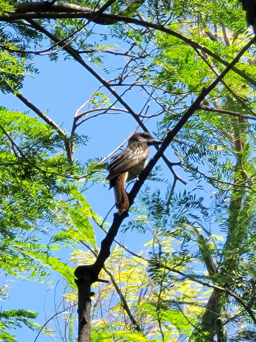 Sulphur-bellied Flycatcher - ML639030147
