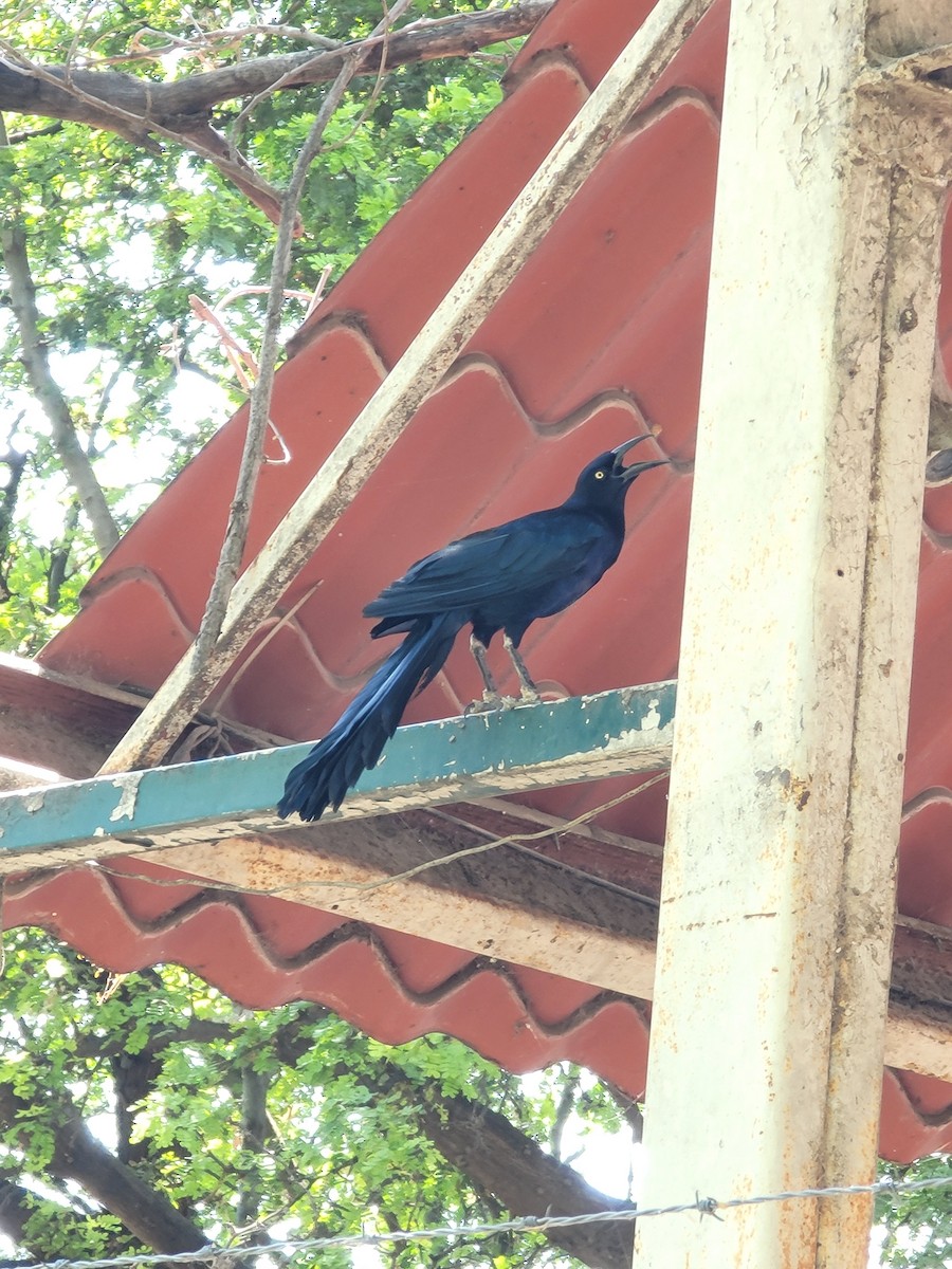 vlhovec velkoocasý - ML639030166