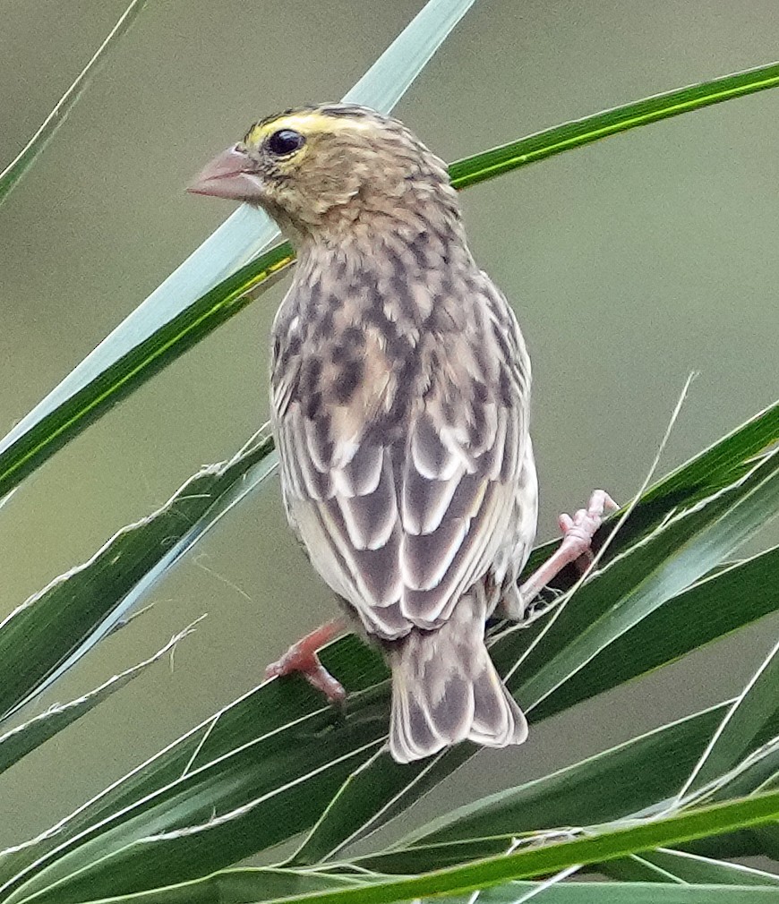 Southern Red Bishop - ML639030174