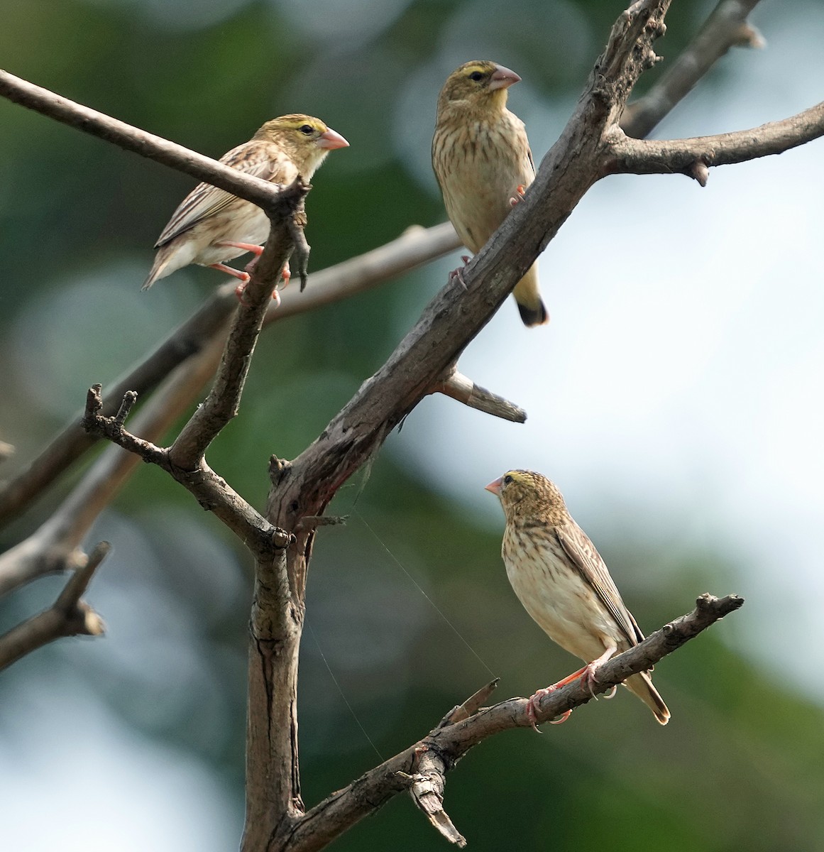 Southern Red Bishop - ML639030187