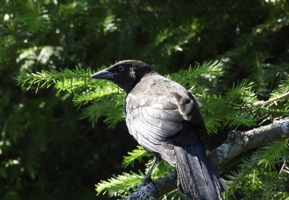 Common Grackle - ML639030530