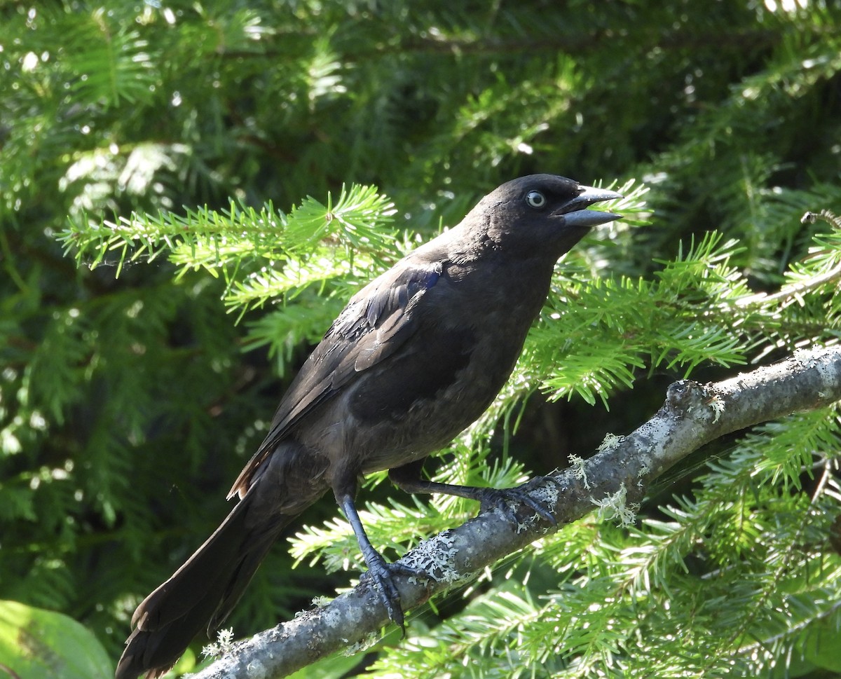 Common Grackle - ML639030531