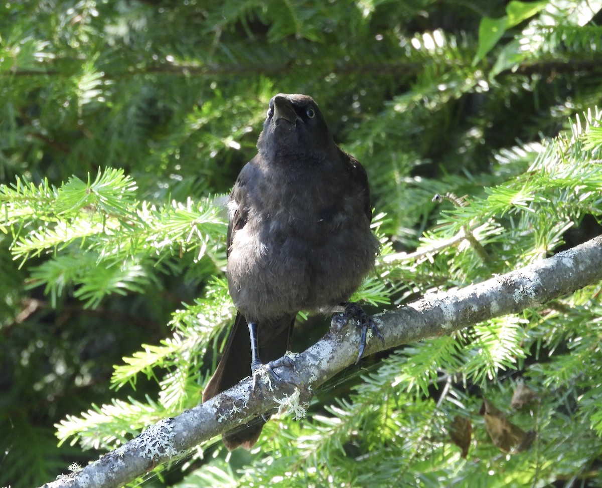 Common Grackle - ML639030532