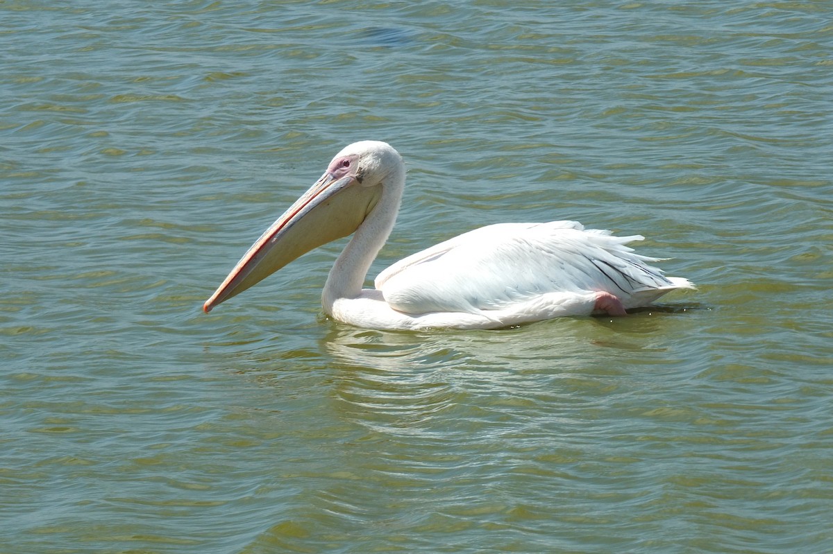 Great White Pelican - ML639030542