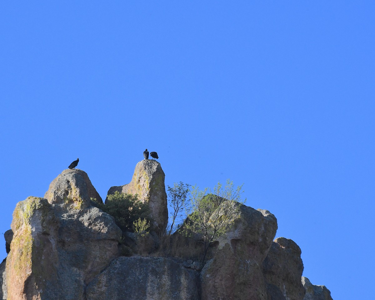 Black Vulture - ML639030613