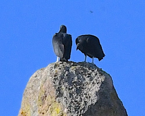 Black Vulture - ML639030614