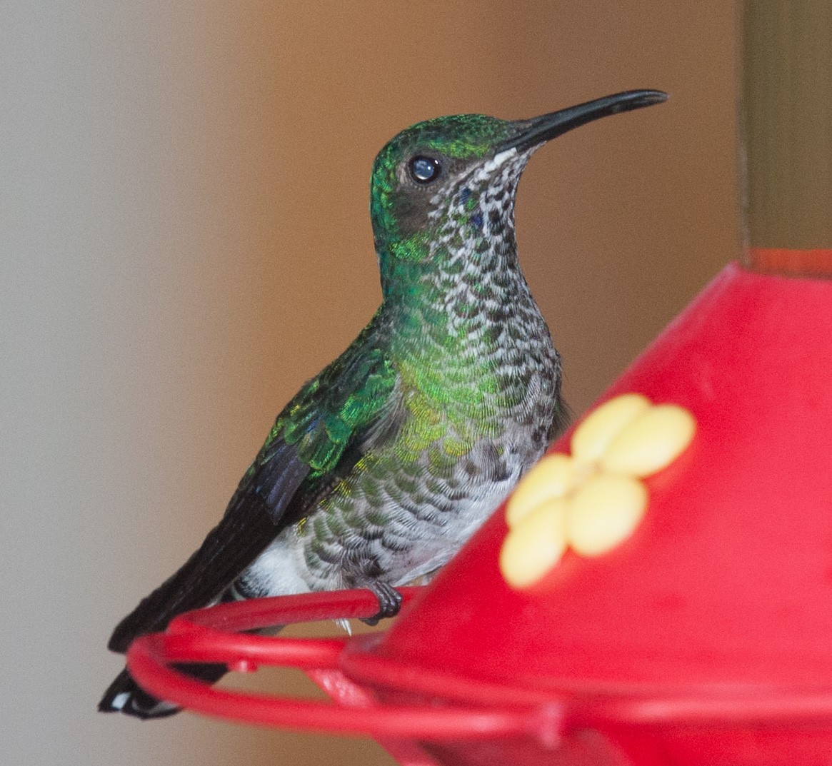 White-necked Jacobin - ML639030679