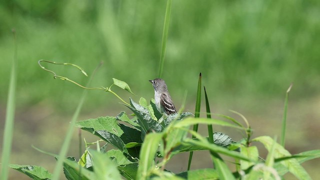 Willow Flycatcher - ML639030703