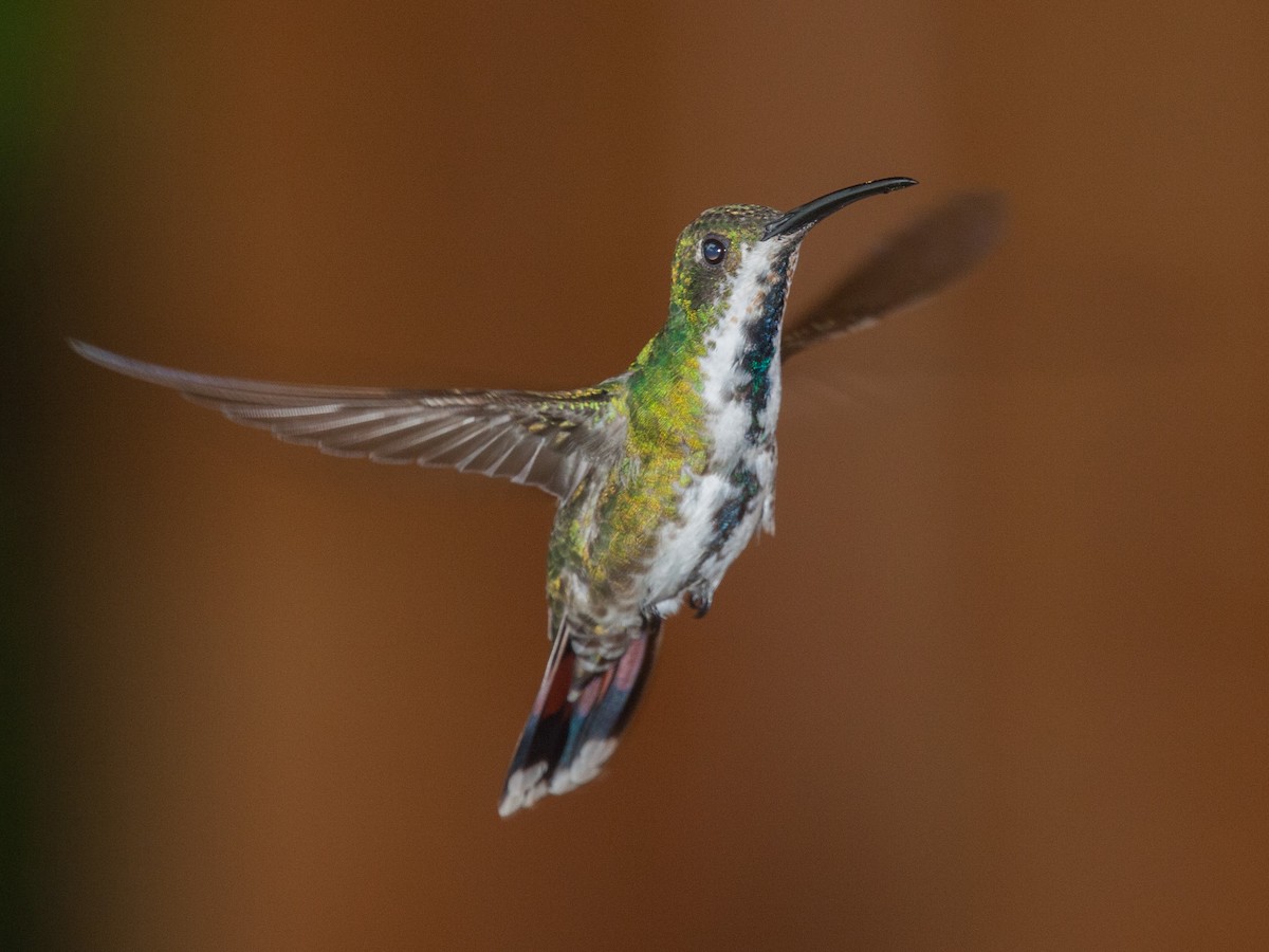 Green-breasted Mango - ML639030820