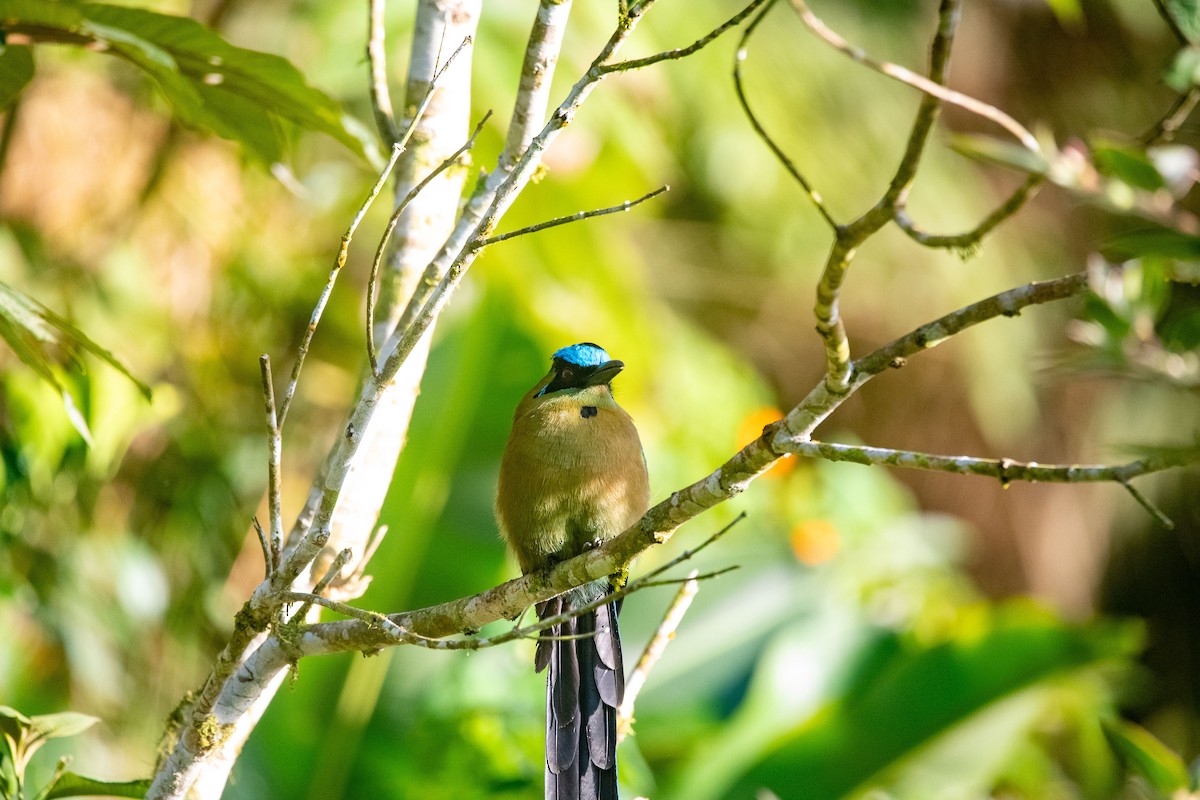Andean Motmot - ML639030847