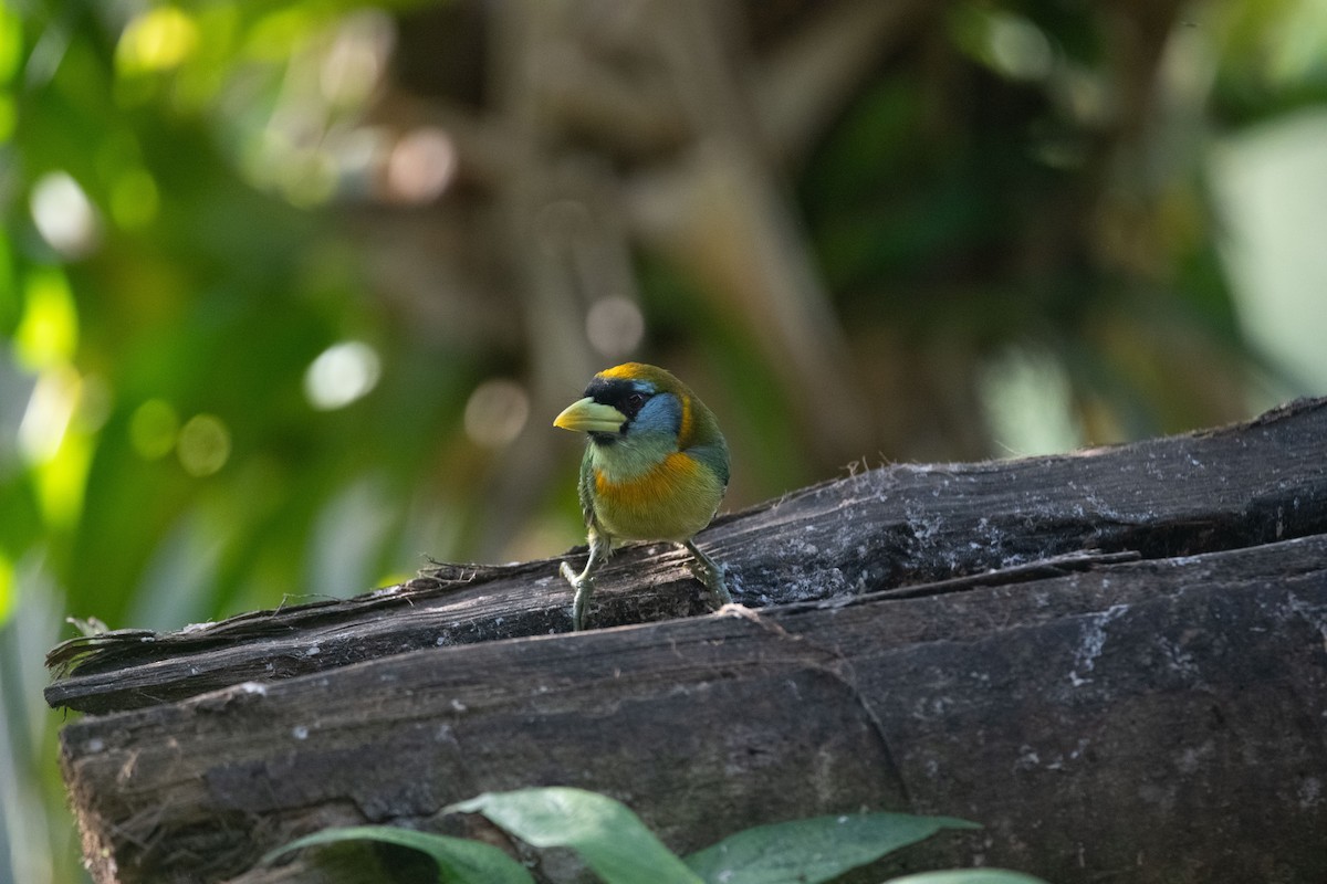 Red-headed Barbet - ML639030862