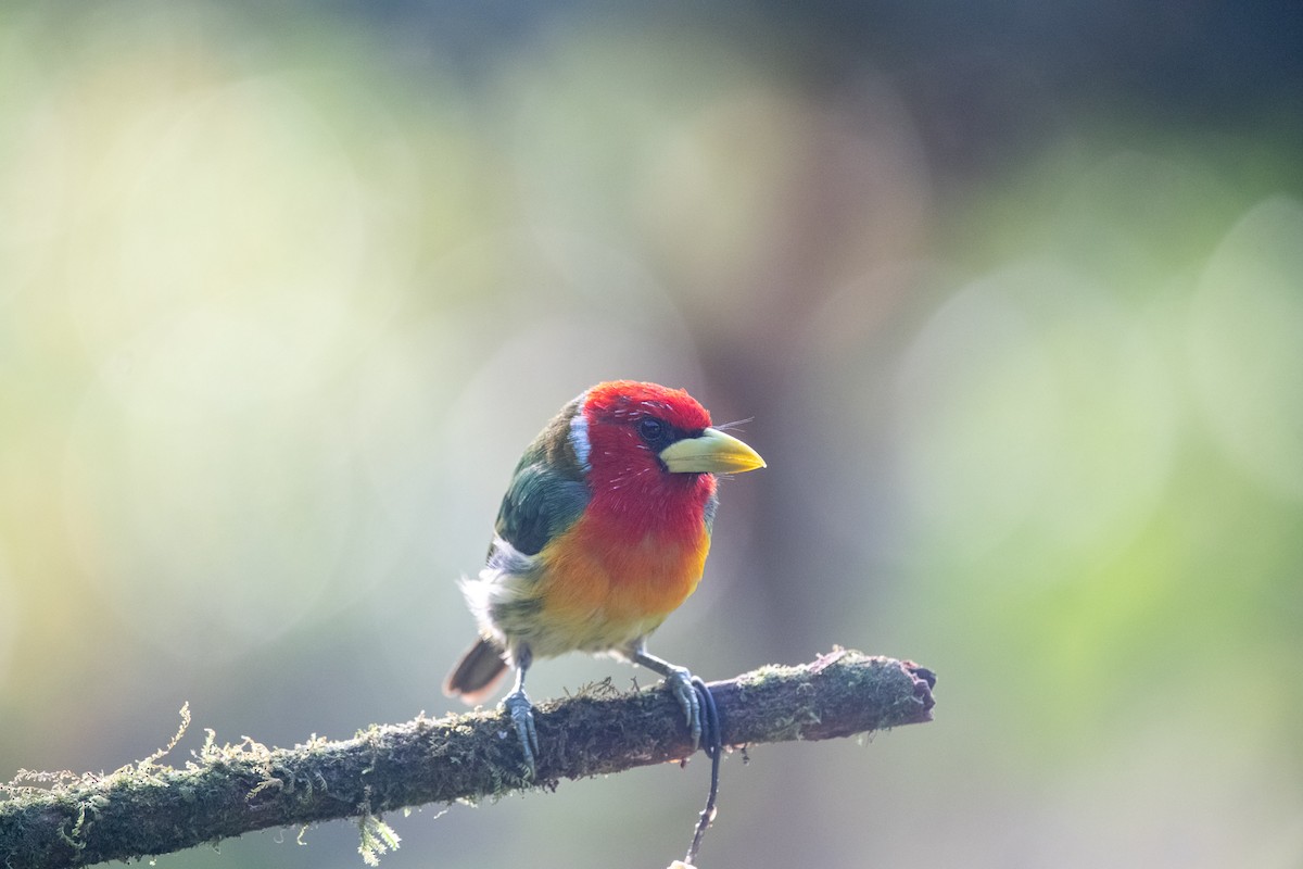 Red-headed Barbet - ML639030863