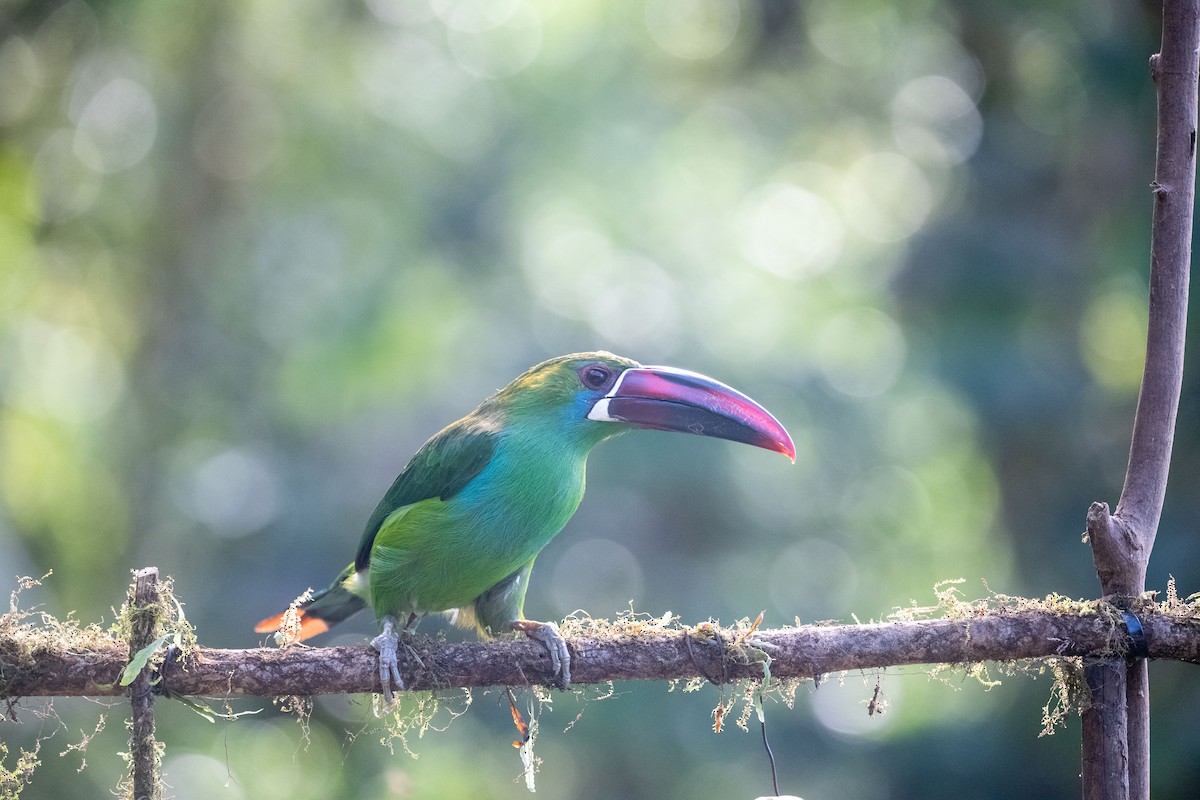Crimson-rumped Toucanet - ML639030873
