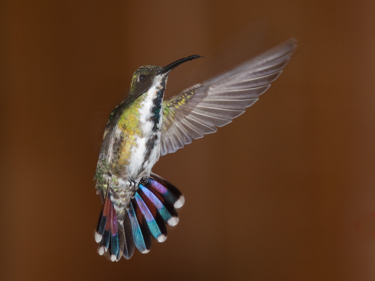 Green-breasted Mango - ML639030884