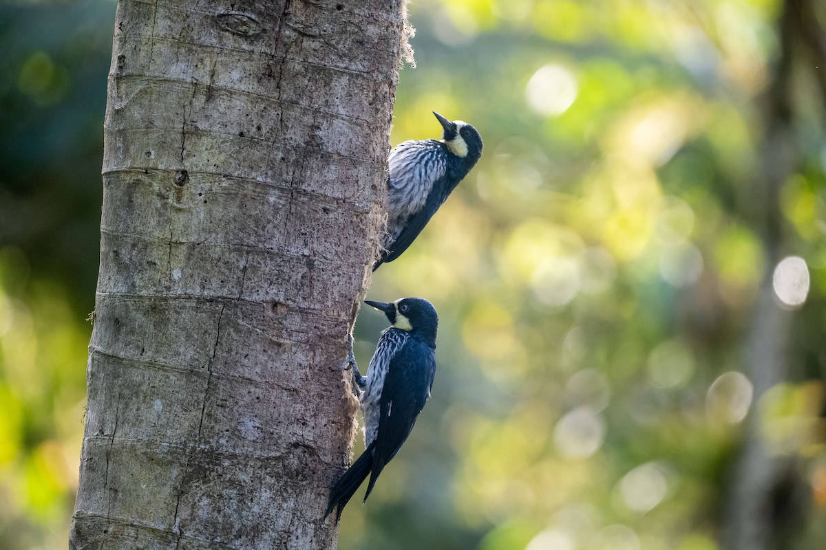 Acorn Woodpecker - ML639030890
