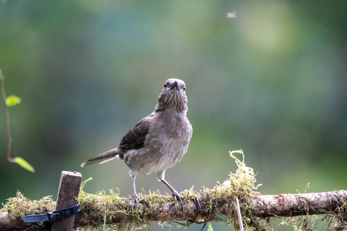 Black-billed Thrush - ML639030898