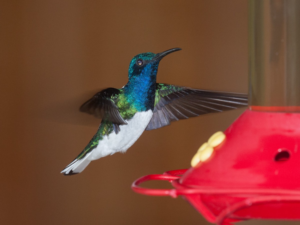 White-necked Jacobin - ML639030946