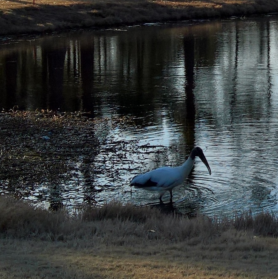Wood Stork - ML639030947