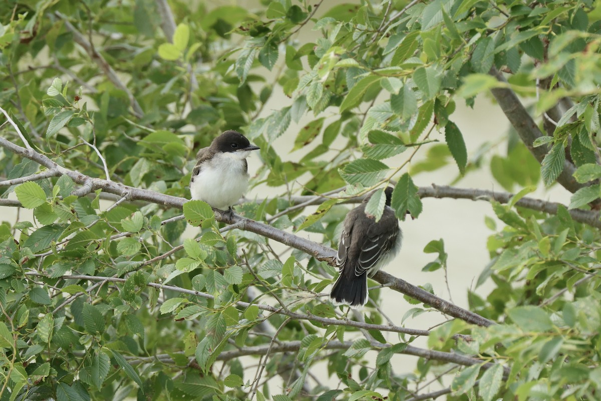 Eastern Kingbird - ML639031009