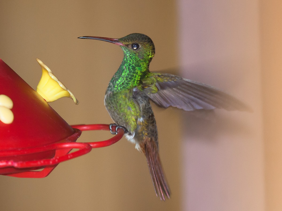 Rufous-tailed Hummingbird - ML639031026