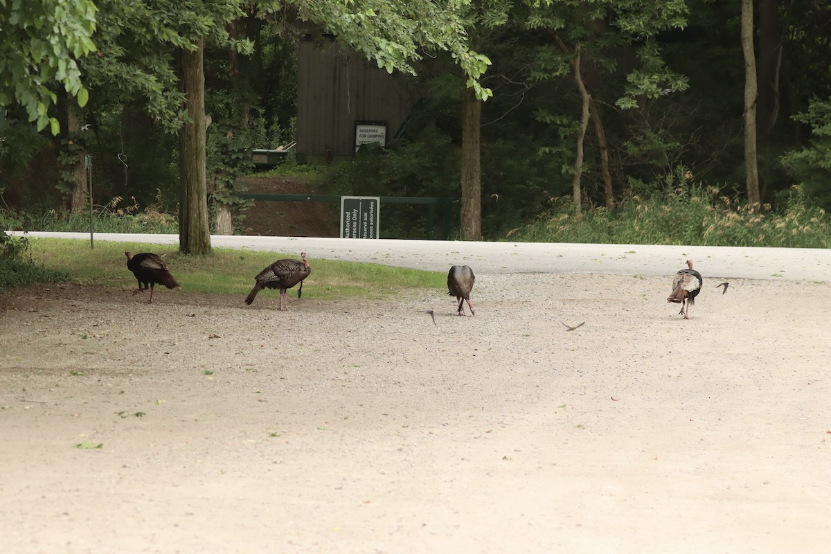 Wild Turkey - ML639031034