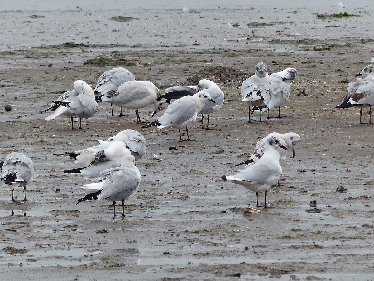 Andean Gull - ML639031042
