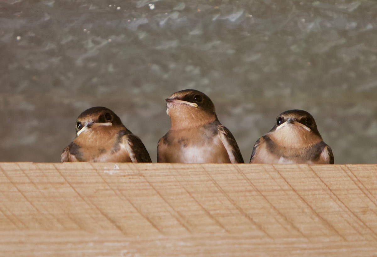 Rondine - ML639031070