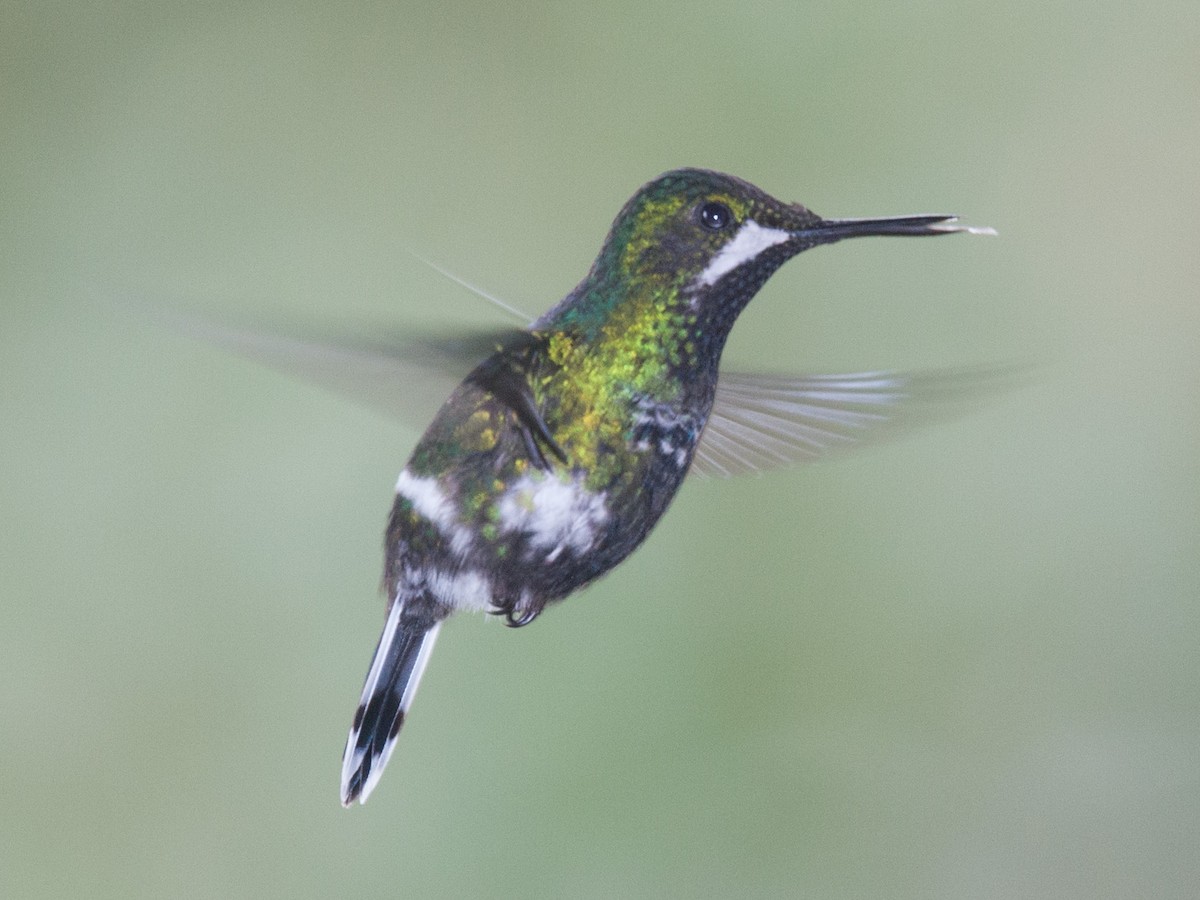 Green Thorntail - ML639031071