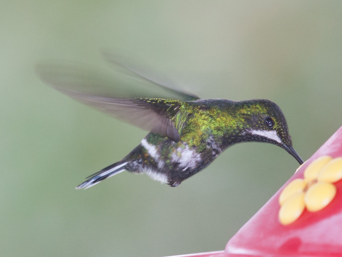 Green Thorntail - ML639031072