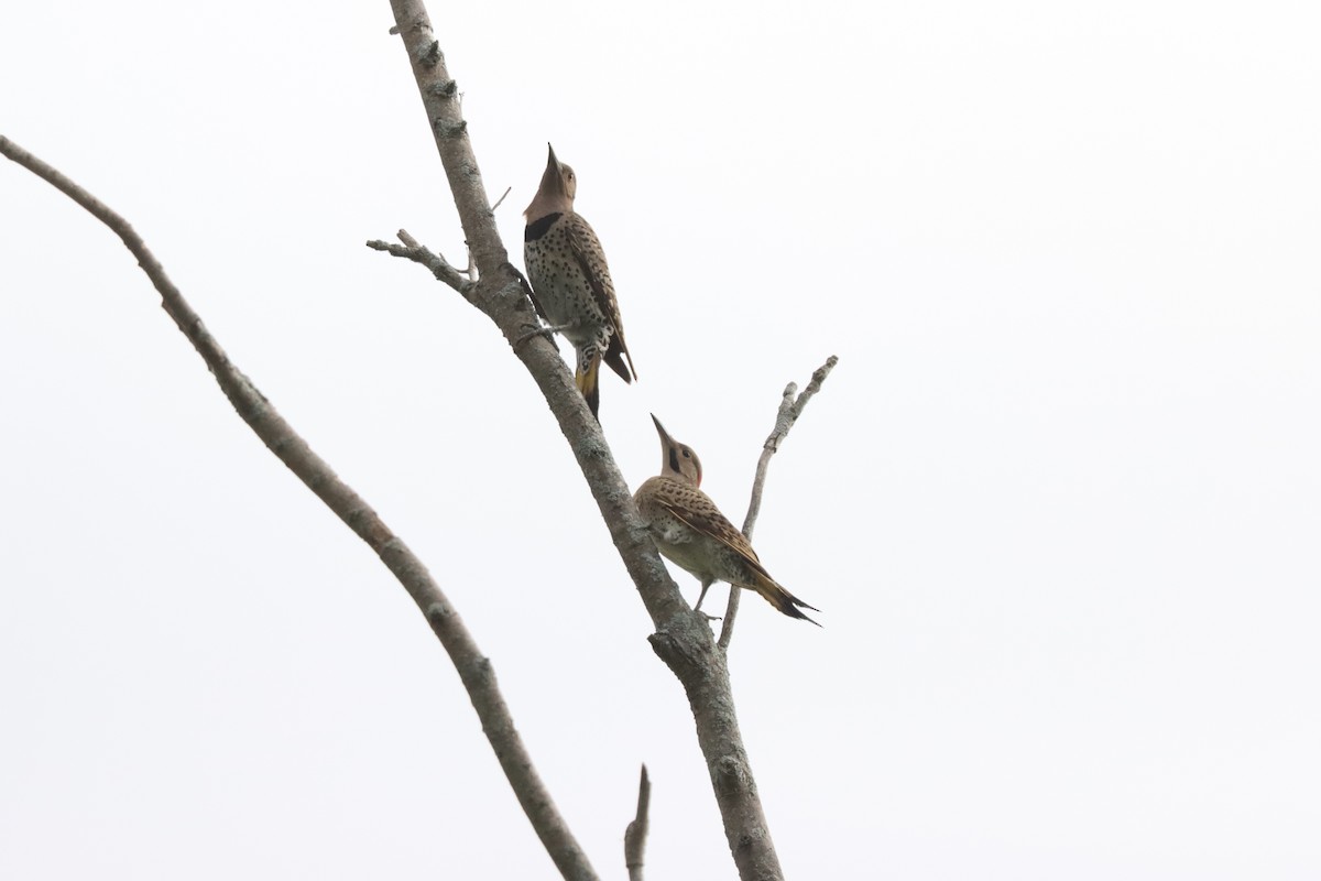 Northern Flicker - ML639031108