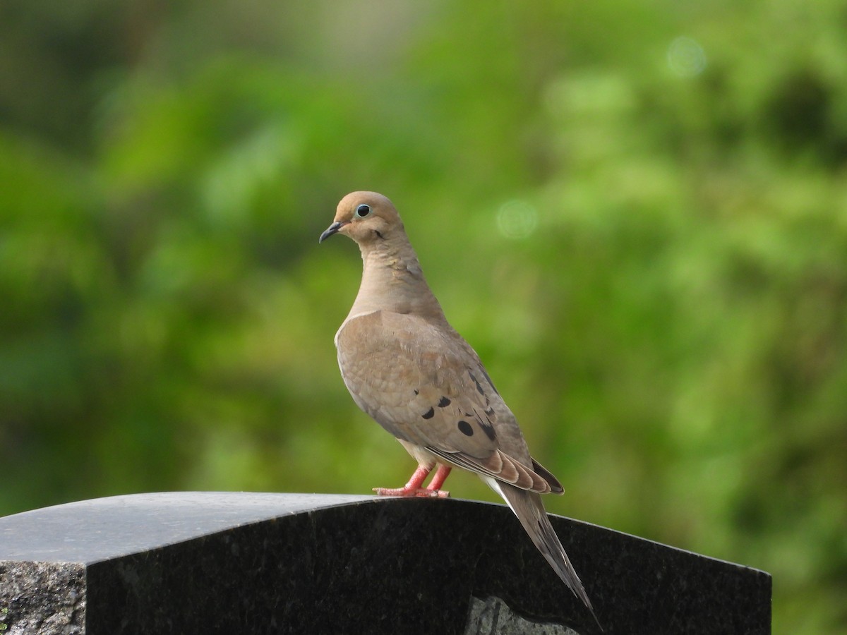 Mourning Dove - ML639031112