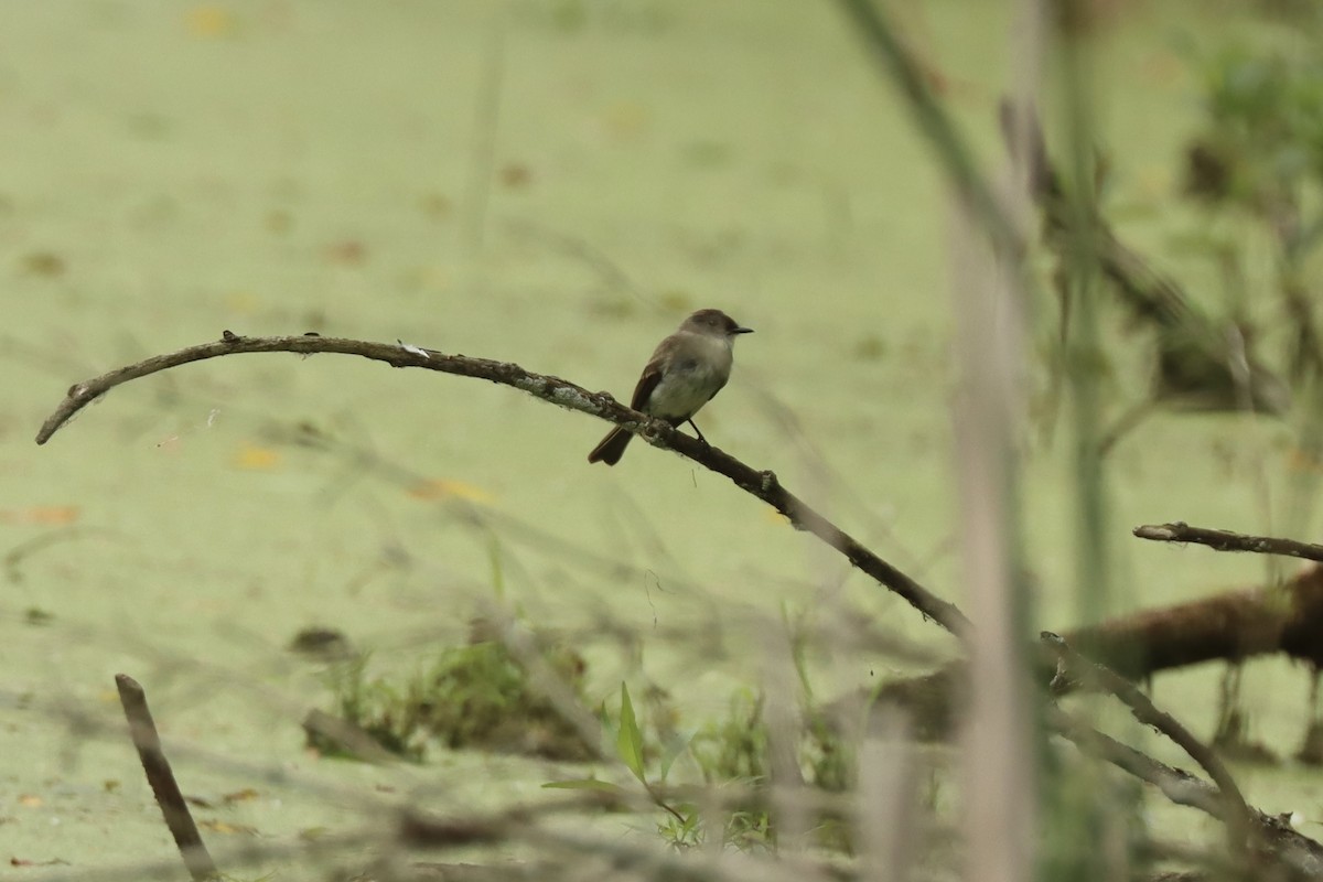 Eastern Phoebe - ML639031116