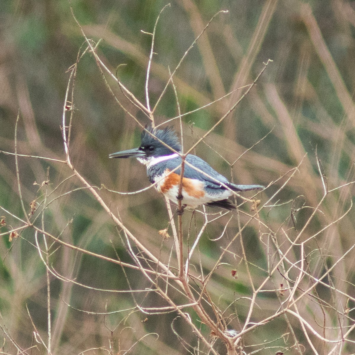 Belted Kingfisher - ML639031127