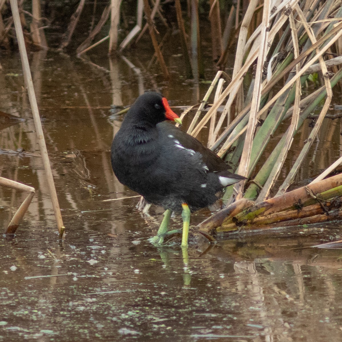 Common Gallinule - ML639031134