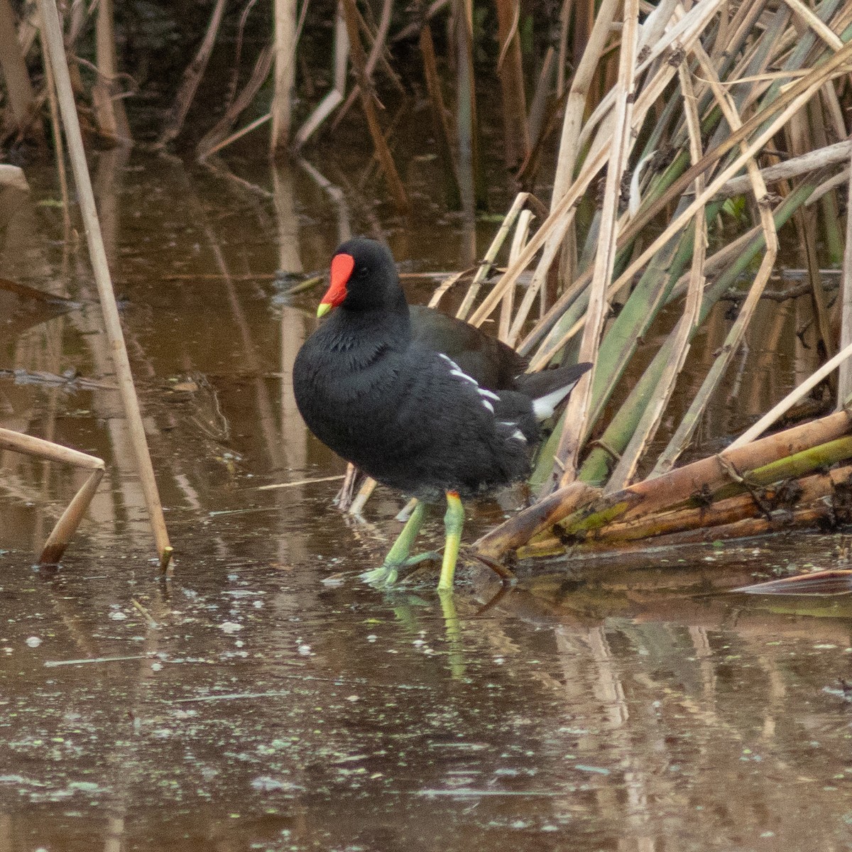 Common Gallinule - ML639031135