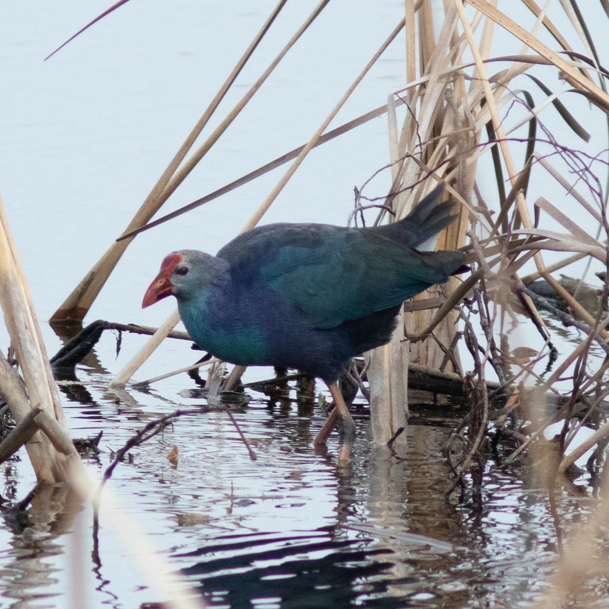 Gray-headed Swamphen - ML639031142