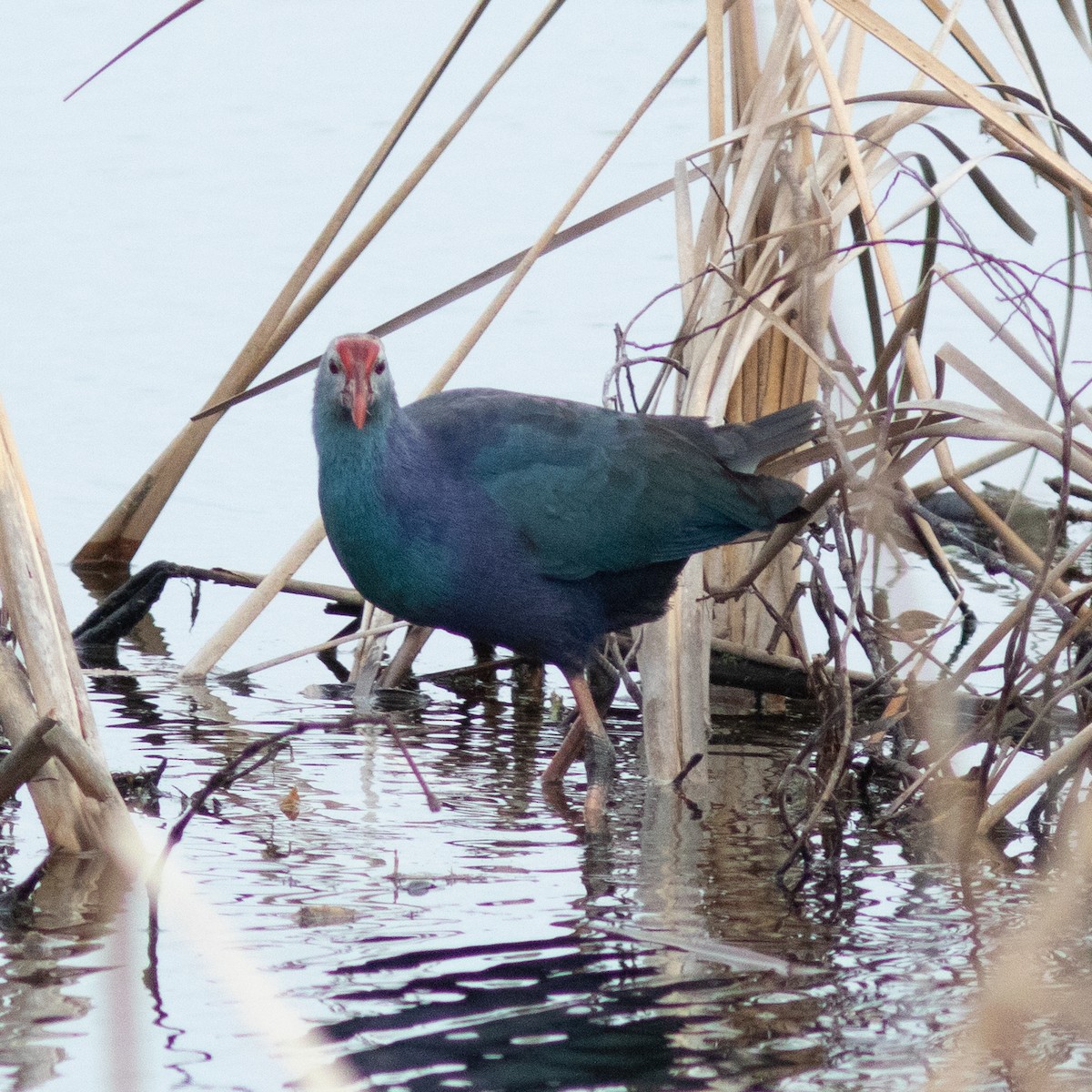 Gray-headed Swamphen - ML639031143