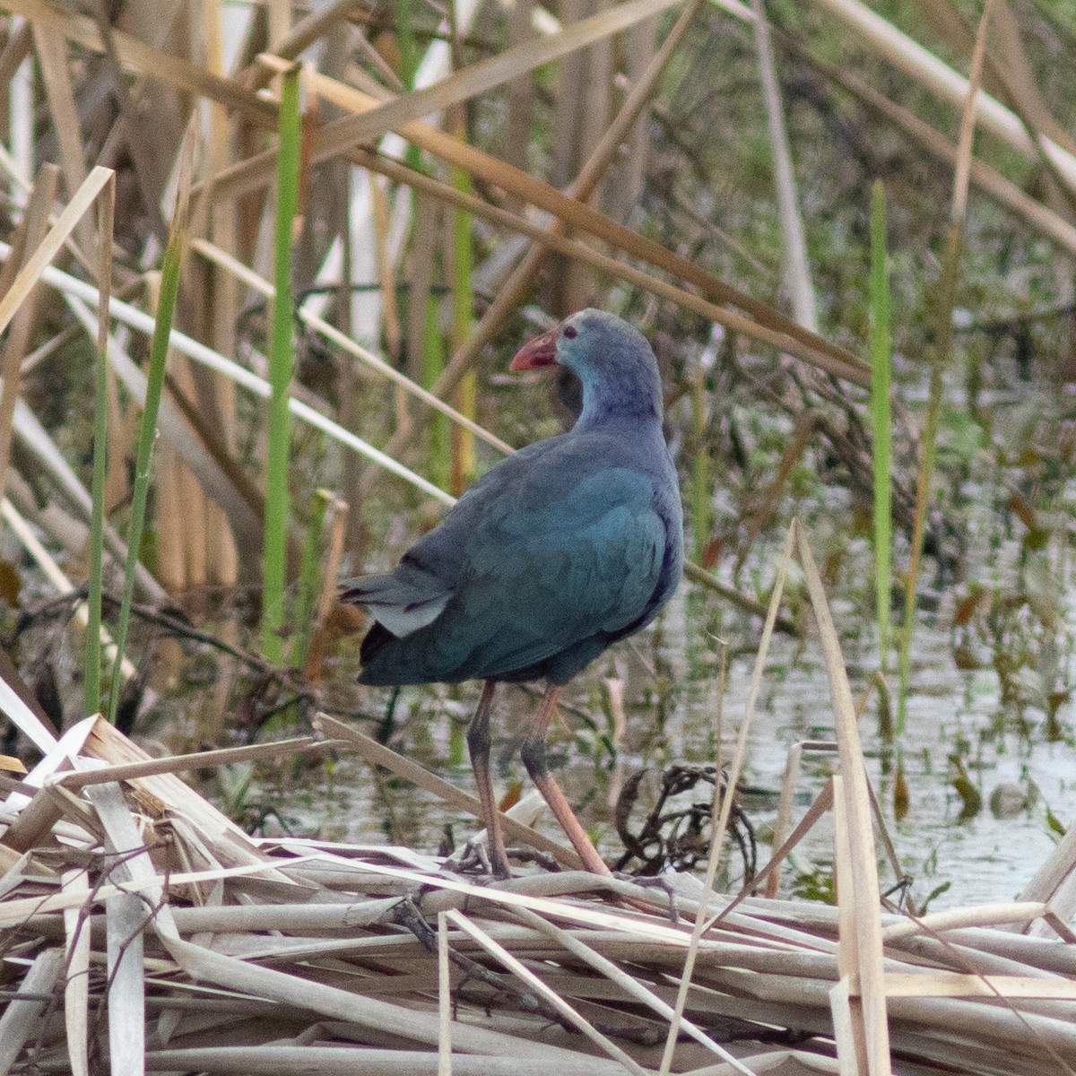 Gray-headed Swamphen - ML639031144