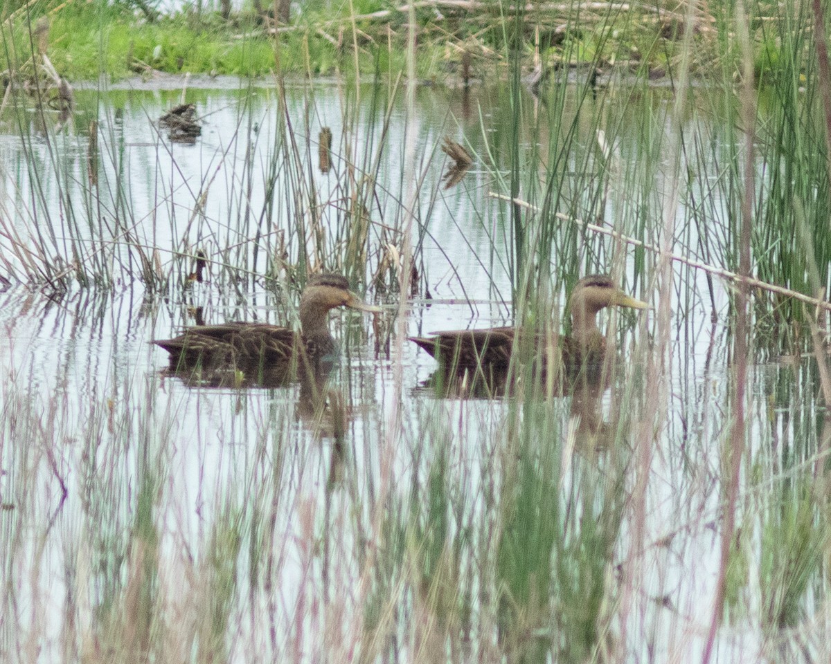 Mottled Duck - ML639031151
