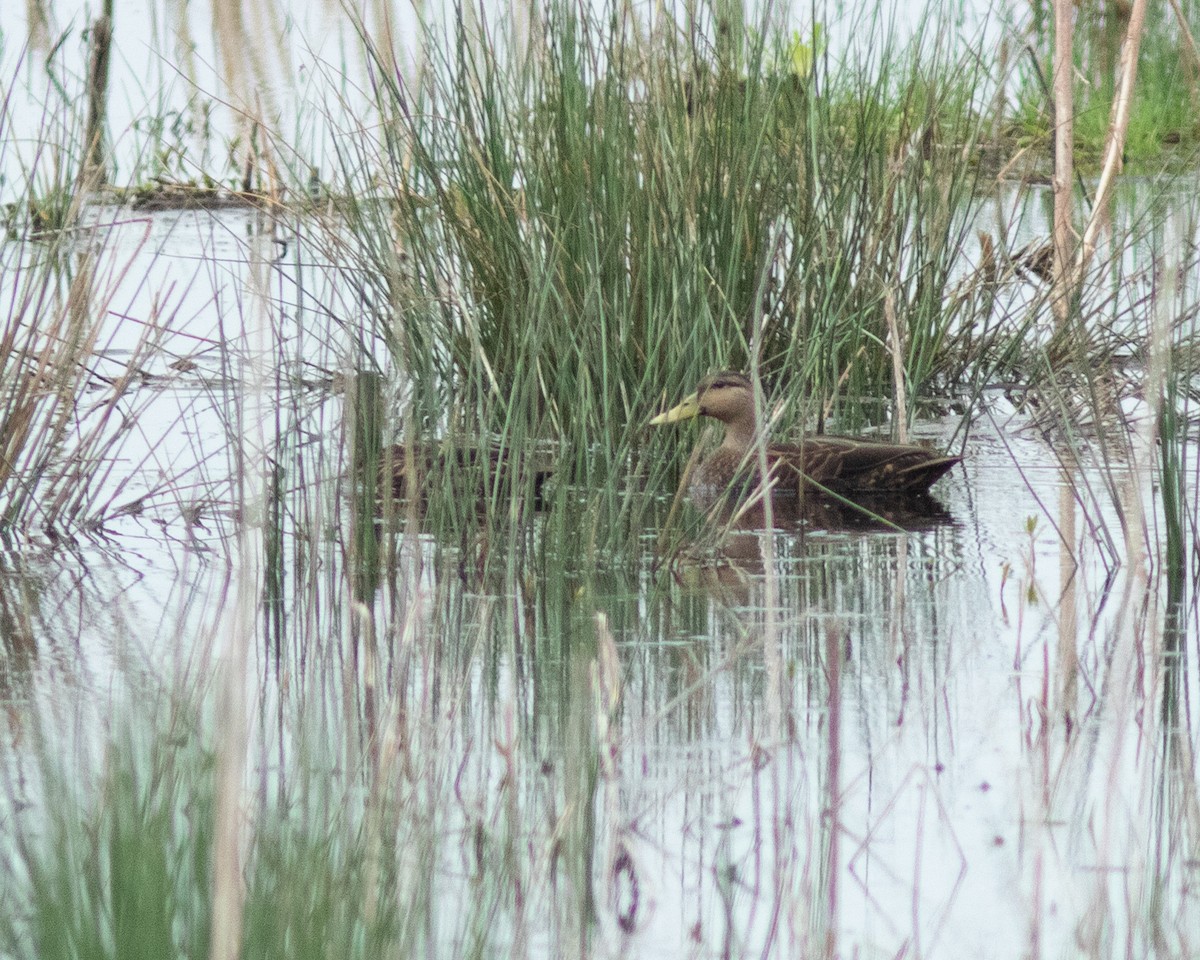Mottled Duck - ML639031152