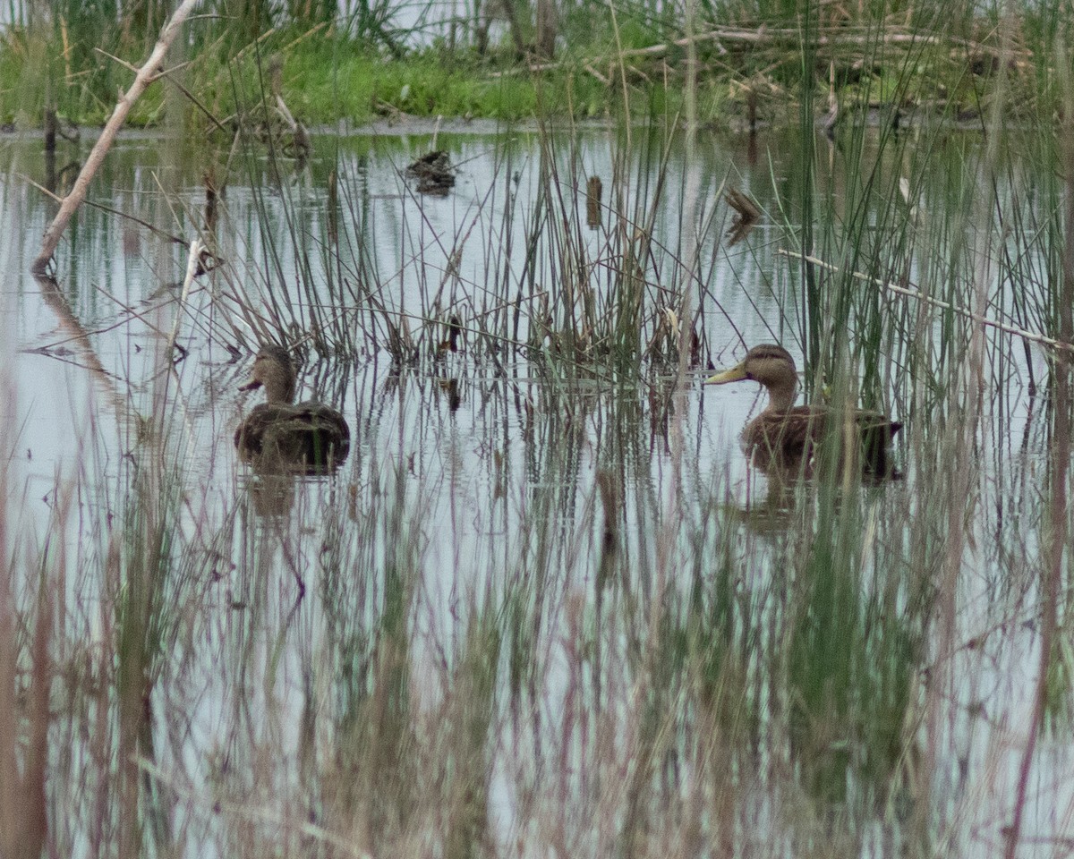 Mottled Duck - ML639031153