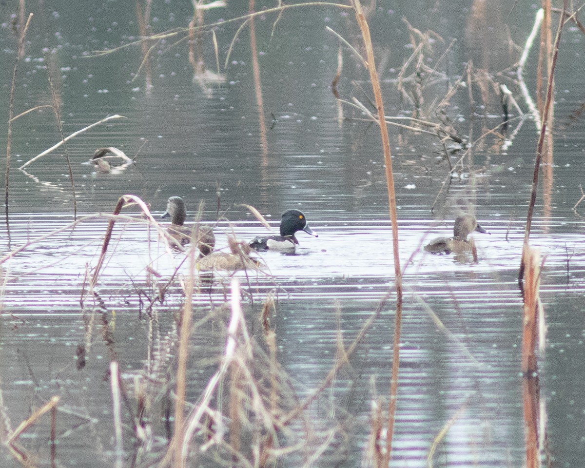 Ring-necked Duck - ML639031162