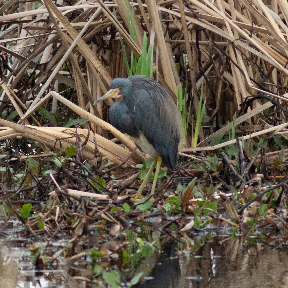 Tricolored Heron - ML639031179