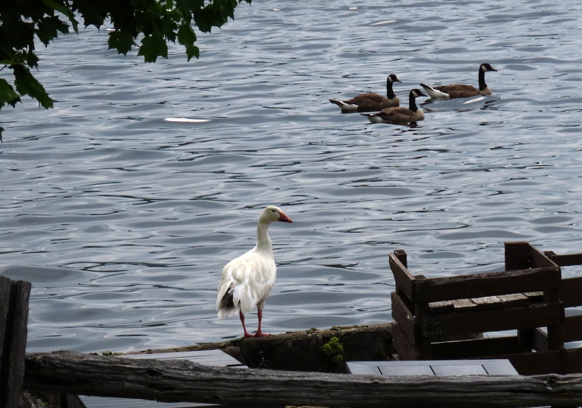 Цасны галуу - ML639031230