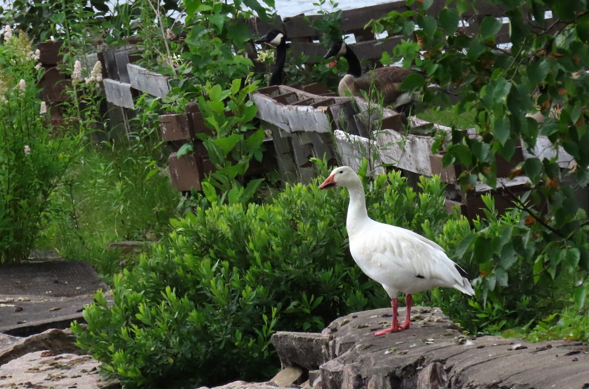 Цасны галуу - ML639031231