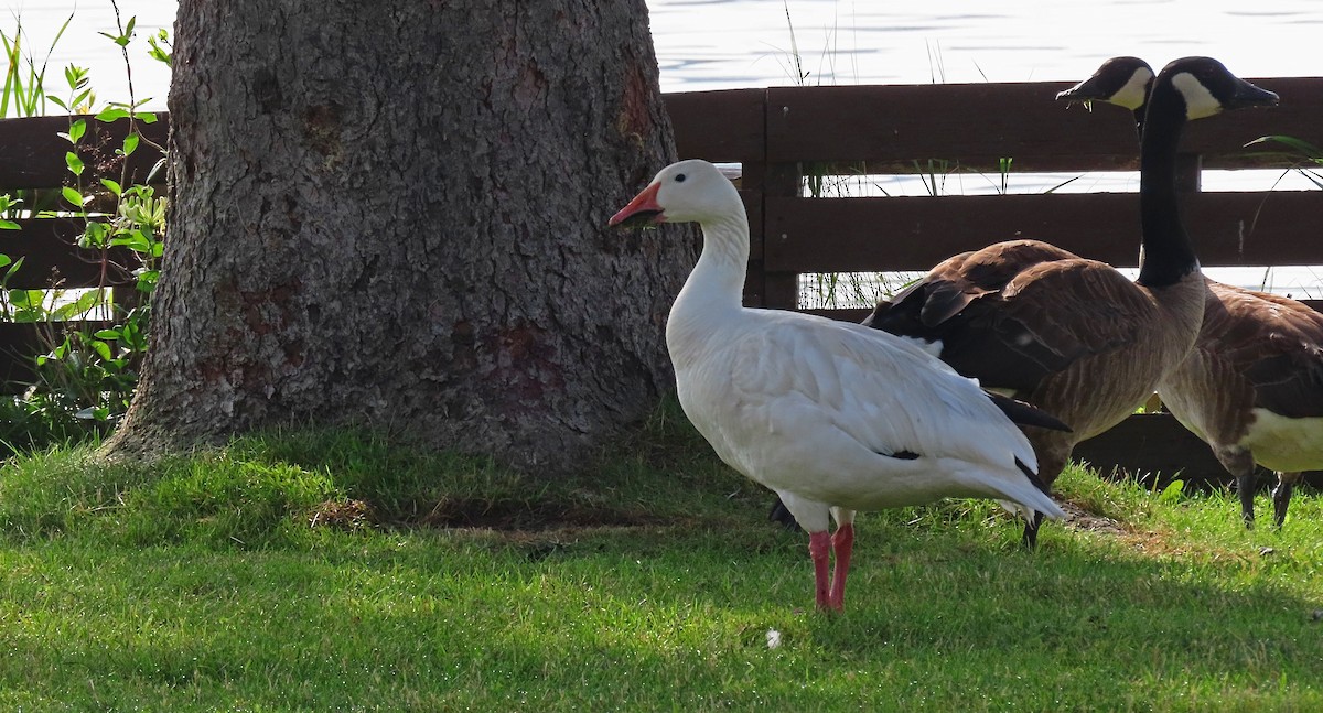 Цасны галуу - ML639031232